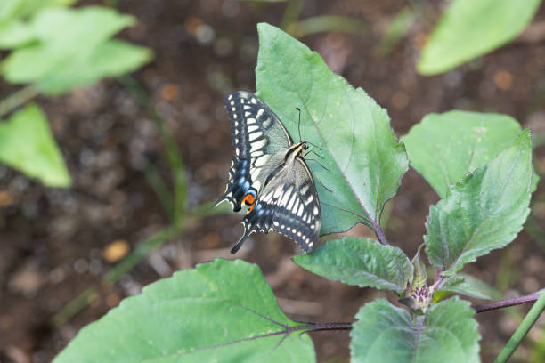 close-up of swallowtail butterfly on leaf