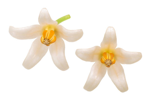 istock Tamarillo s. betaceum flowers 973928346