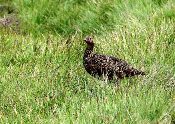 istock Female black grouse 973932840