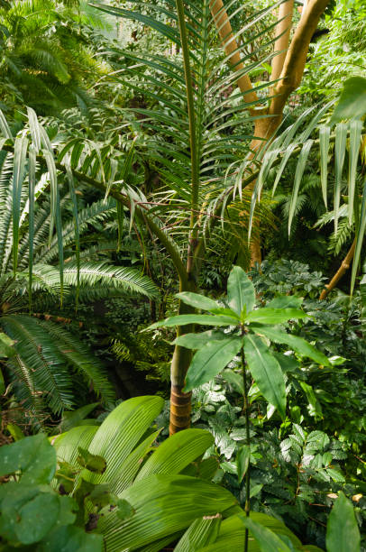 istock Dense jungle foliage in an rainforest 973935628