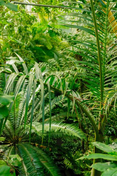 istock Dense jungle foliage in an rainforest jungle 973936032