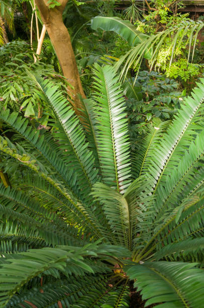 istock Dense jungle foliage in rainforest 973936092
