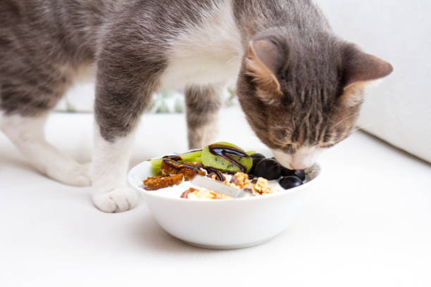 istock Cute Cat in Healthy Concept 973941146