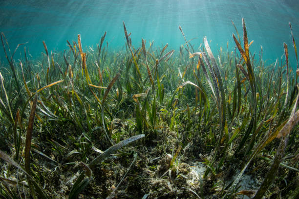 istock Seagrass in Tropical Pacific 973946526