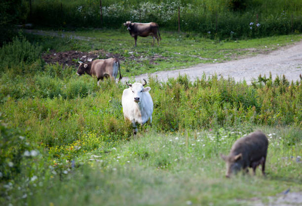 Cows and pigs naturally eat grass, vilage life