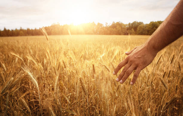 mano de los agricultores en el campo de trigo - trigo fotografías e imágenes de stock