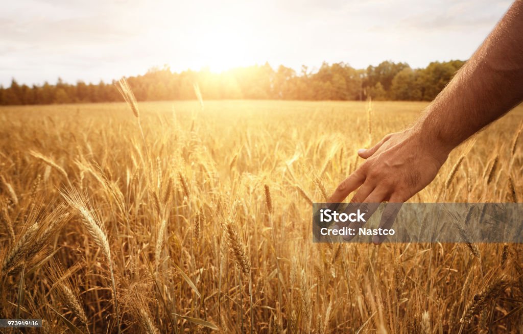 Farmers hand in the wheat field Harvest concept, close up of male farmer hand in the wheat field with copy space Wheat Stock Photo