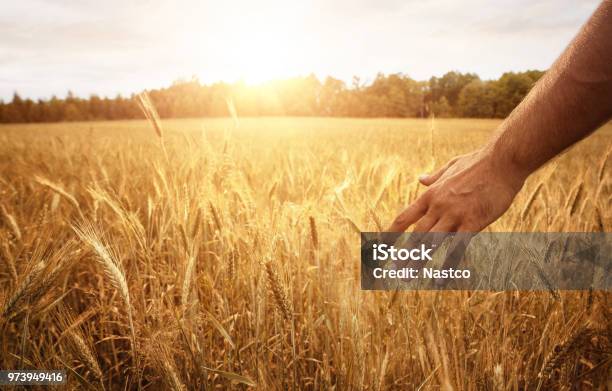 Farmers Hand In The Wheat Field Stock Photo - Download Image Now - Wheat, Agricultural Field, Cereal Plant