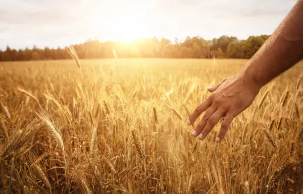 Harvest concept, close up of male farmer hand in the wheat field with copy space