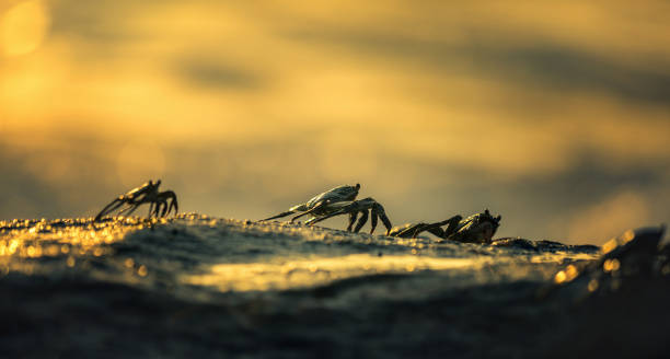 istock Crabs are sitting on the rock 973950218