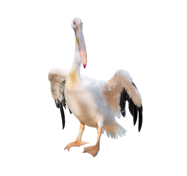 istock White pelican with big yellow neb cleans up feather wing 973953078