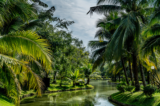 Green palm tree with green water in the park