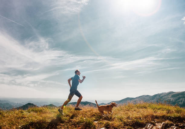 mann fährt mit seinem hund beagle auf berggipfel - action dog outdoors animal trainer stock-fotos und bilder