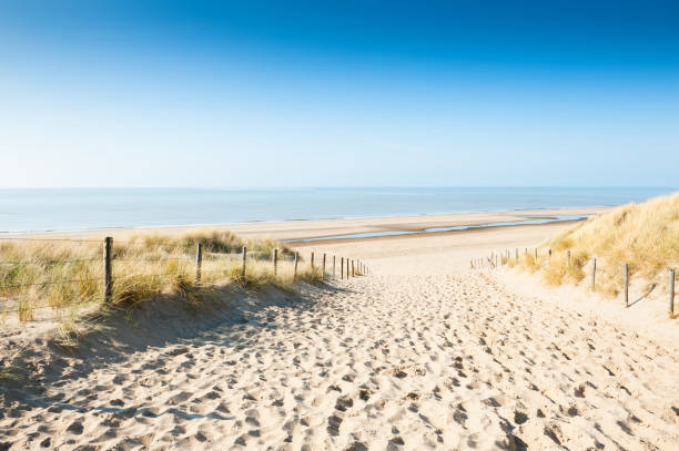 istock Sandy dunes on the coast, Netherlands 973973960