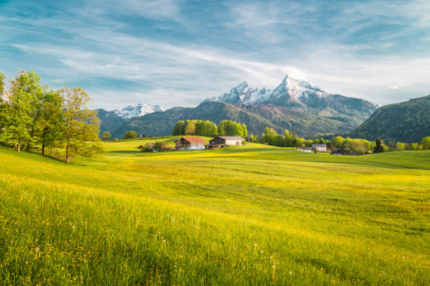istock Idyllic landscape in the Alps with blooming meadows in springtime 973975442