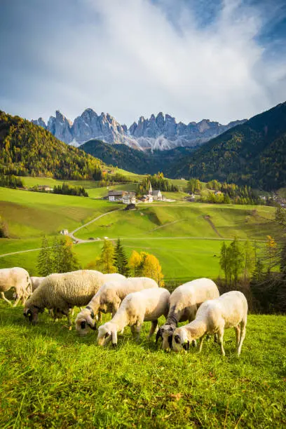 Beautiful view of idyllic mountain scenery in the Dolomites with famous Santa Maddelana mountain village and sheep grazing on green meadows, Val di Funes, South Tyrol, Italy