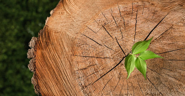 istock Small tee growing out of old tree stump 973985770