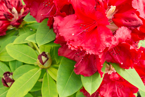 ødelagte Anmeldelse pizza Flowering Rhododendron Red Jack In Spring Stock Photo - Download Image Now  - Rhododendron, Red, May - iStock