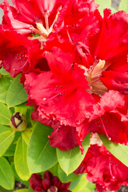 istock Flowering Rhododendron Red Jack in spring 973989356