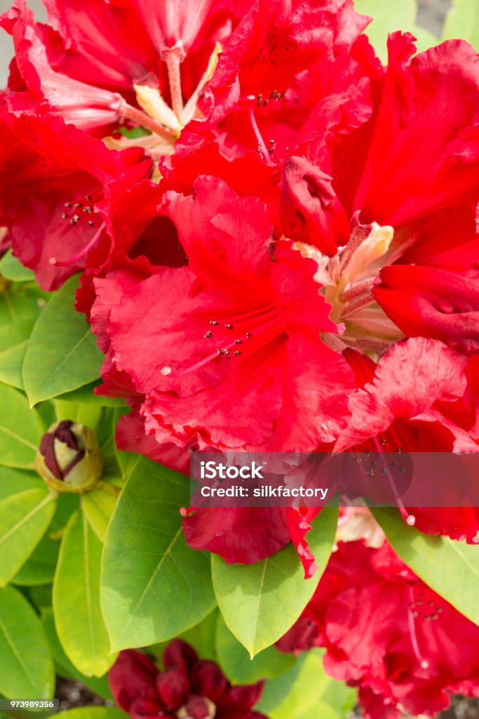lidelse Opfylde Rusland Flowering Rhododendron Red Jack In Spring Stock Photo - Download Image Now  - Beauty, Beauty In Nature, Blossom - iStock