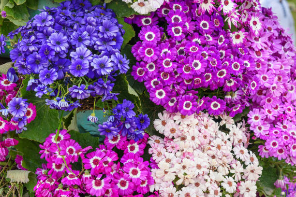 Mixed cineraria flowers on flower bed Mixed cineraria flowers on flower bed. Pink blue violet purple and white colore cineraria stock pictures, royalty-free photos & images