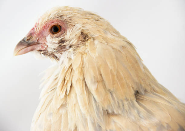 istock Porcelain D'Uccle Chicken 974003060