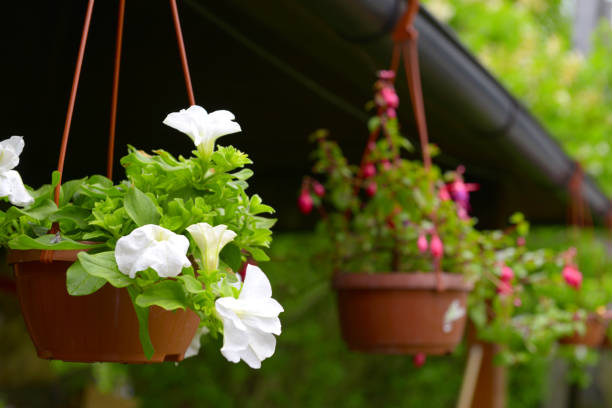 flower petunia in pots