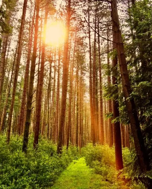 Photo of Sun Through the White Pines