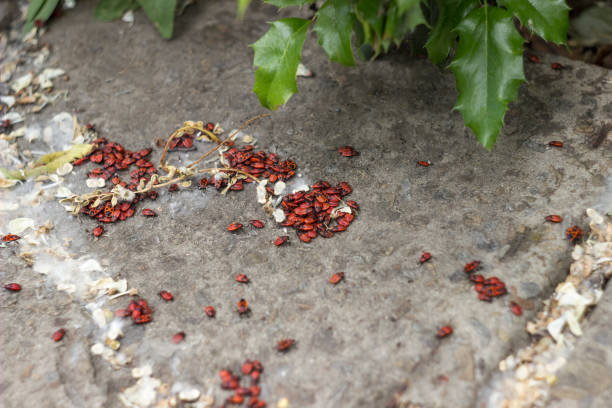 Group of the firebug (Pyrrhocoris apterus) on a tree bark.