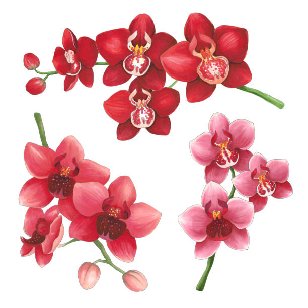 orchideen auf weißem hintergrund. skizze in alkohol-marker getan. sie können für grußkarten, poster und designprojekte verwenden - orchid red flower head white background stock-grafiken, -clipart, -cartoons und -symbole