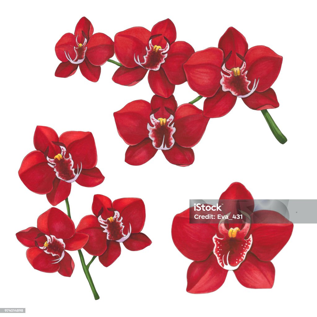 Ilustración de Flores Orquídeas Rojas Sobre Un Fondo Blanco Boceto Hecho En Marcadores De Alcohol Se Puede Utilizar Para Tarjetas De Felicitación Carteles Y Proyectos De Diseño y más Vectores Libres de Ilustración de Flores Orquídeas Rojas Sobre Un Fondo Blanco Boceto Hecho En Marcadores De Alcohol Se Puede Utilizar Para Tarjetas De Felicitación Carteles Y Proyectos De Diseño y más Vectores Libres de