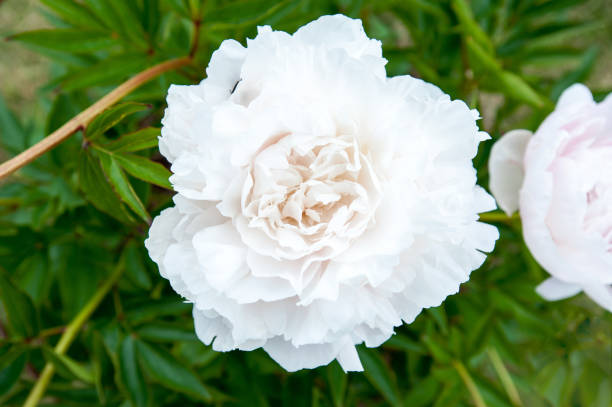 istock Bush with many beautiful white Mother's Choice peony flowers 974016334