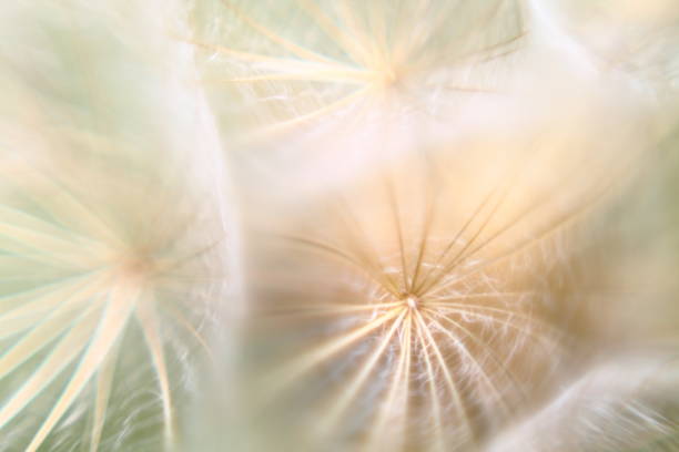 istock Macro of beige blurry fluffy seeds. 974020886