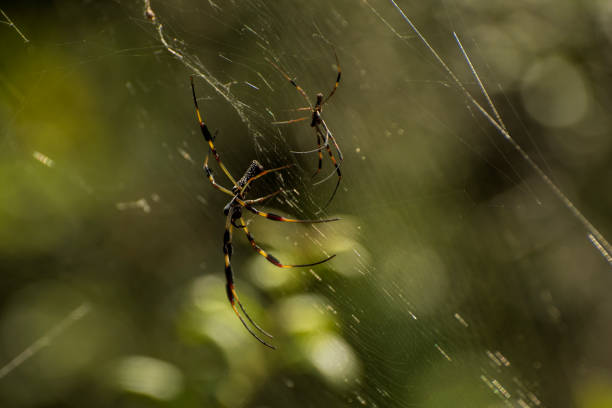 istock Golden Silk Orb Weaver Spiders 974023134