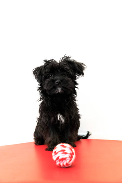 istock Vertical puppy dog 974029696