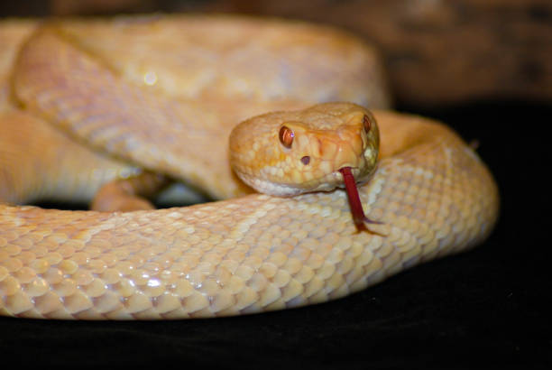 istock Coiled Albino Eastern Diamondback Rattlesnake 974031158