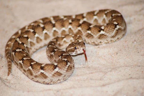 istock Saw-Scaled Viper flicking its tongue 974031174