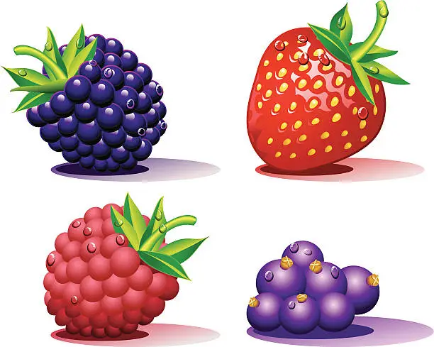 Vector illustration of Berries