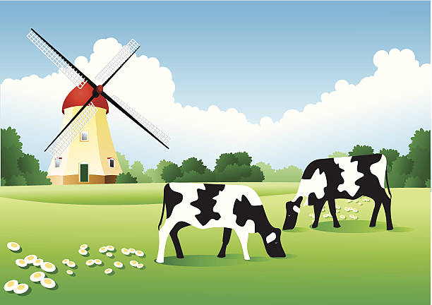 ilustrações, clipart, desenhos animados e ícones de holland - cow field dutch culture netherlands