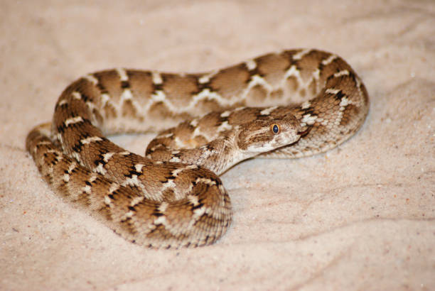 istock Coiled Saw-Scaled Viper laying on a bed of sand 974033672