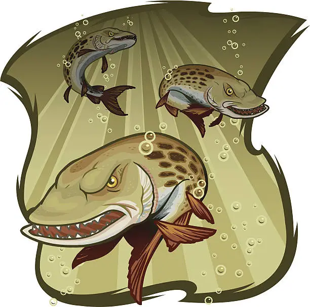 Vector illustration of Muskies