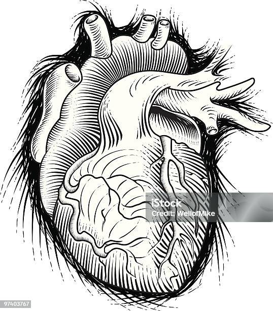 Human Heart Sketch Stock Illustration - Download Image Now - Human Heart, Black And White, Anatomical Valve