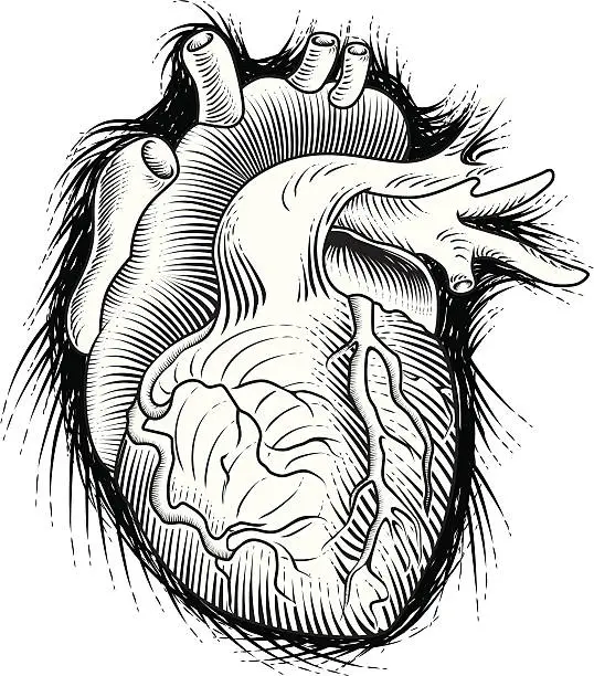 Vector illustration of Human Heart Sketch