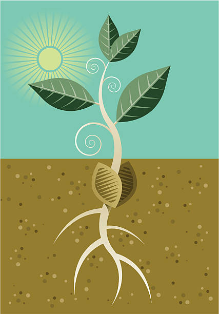 ilustraciones, imágenes clip art, dibujos animados e iconos de stock de plántula - root growth dirt seed