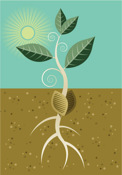 illustrazioni stock, clip art, cartoni animati e icone di tendenza di piantina di semenzaio - root growth dirt seed