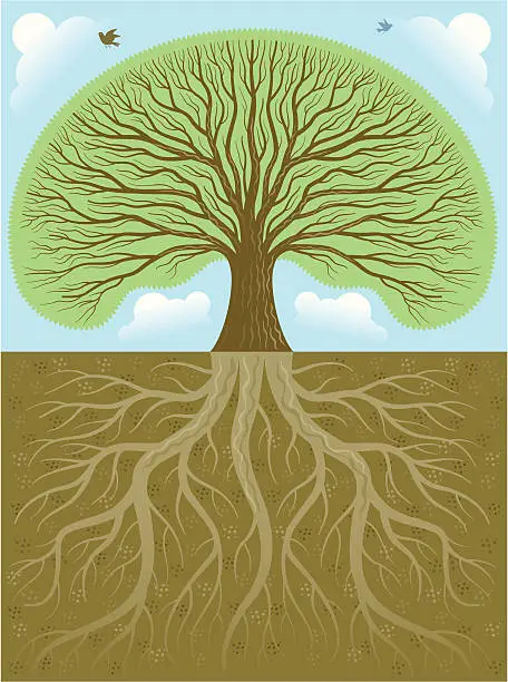 Vector illustration of Big oak and roots