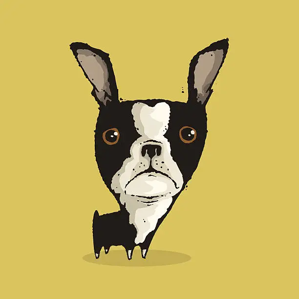 Vector illustration of Boston Terrier
