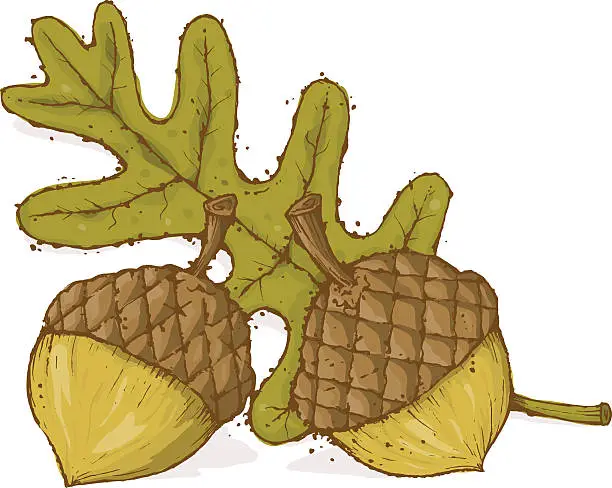 Vector illustration of Acorns with Oak leaf