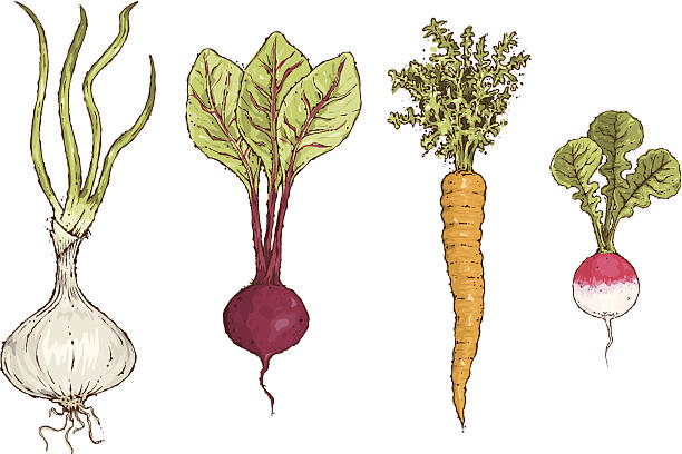 ilustrações de stock, clip art, desenhos animados e ícones de produtos hortícolas - radish white background vegetable leaf
