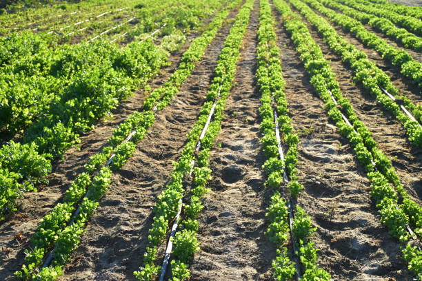 morning sunlight on fields of vegetable crops in agricultural areas of Baja California Sur, Mexico